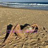 Belle - Image 23