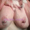 BUSTY AUSSIE LILY BACK IN HOBART - Image 3