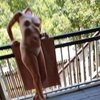 Bella - Image 2