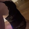 Rose Dove - Image 2