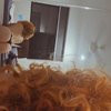 Curly Ariana - Image 1